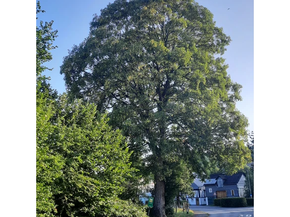 Bergahorn am Hof Kolwe