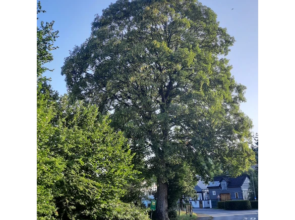 Bergahorn am Hof Kolwe