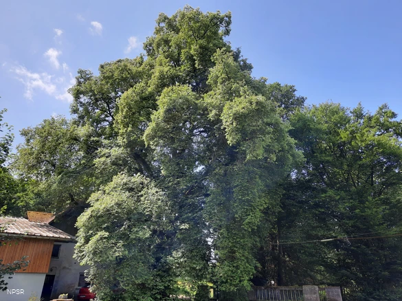 Linde an Aßlers Mühle in Holzhausen