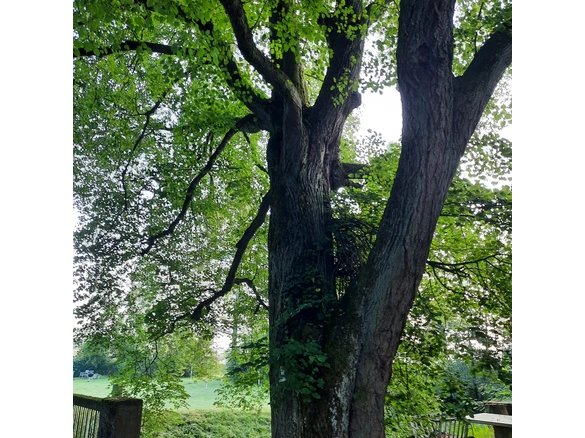 Linde an Aßlers Mühle in Holzhausen