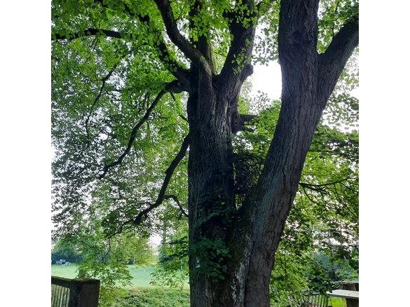 Linde an Aßlers Mühle in Holzhausen