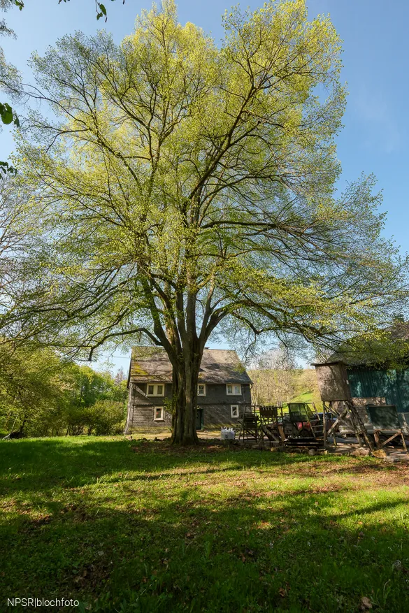 Weithin sichtbar - die Linde am Forsthaus Hülshof