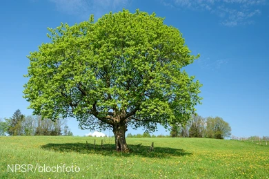 Ahorn bei Schlade, Drolshagen