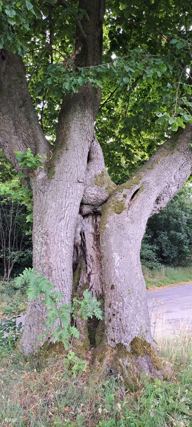 Linde in Meinerzhagen-Eick