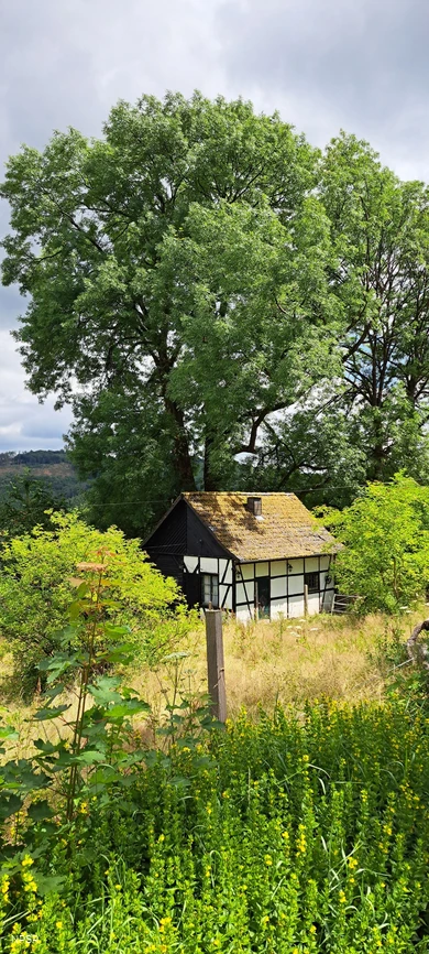 Esche in Hemer