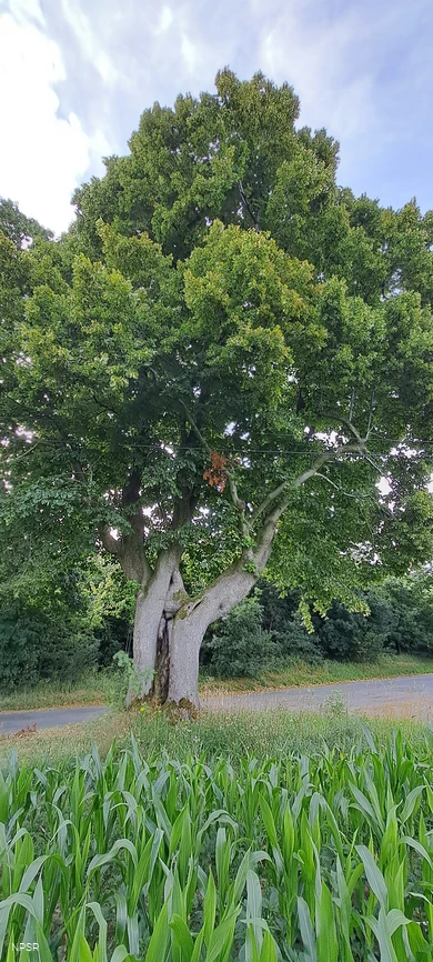 Linden in Meinerzhagen-Eick