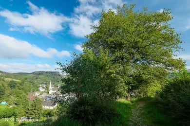 Gemeine Hainbuche in Lüdenscheid nördl. Brüninghausen-Vusmecke