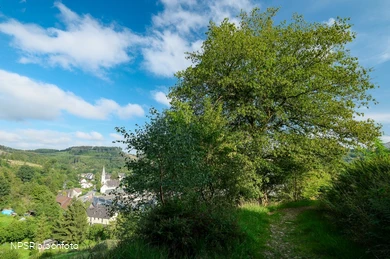 Gemeine Hainbuche in Lüdenscheid nördl. Brüninghausen-Vusmecke