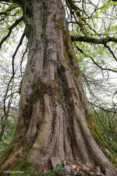 Gemeine Hainbuche in Lüdenscheid nördl. Brüninghausen-Vusmecke