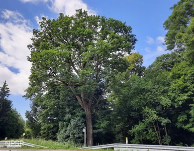 Grenzbaum mit Geschichte - die Kronprinzeneiche