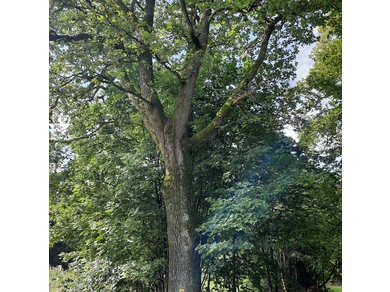 Grenzbaum mit Geschichte - die Kronprinzeneiche