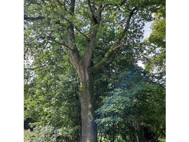Grenzbaum mit Geschichte - die Kronprinzeneiche