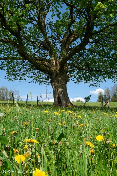 Abgezäunt als Schutz vor dem Vieh ist dieser Bergahorn