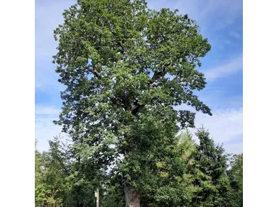 Grenzbaum dreier Gemarkungen - die Herzhäuser Eiche
