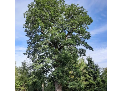 Grenzbaum dreier Gemarkungen - die Herzhäuser Eiche