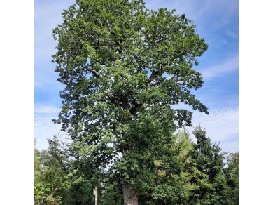 Grenzbaum dreier Gemarkungen - die Herzhäuser Eiche