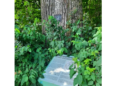 Grenzbaum mit Geschichte - die Kronprinzeneiche