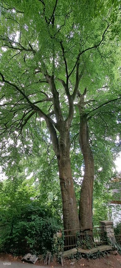 Rotbuche in Hemer
