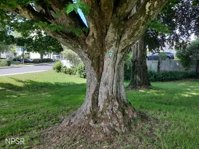Naturdenkmal in der Ortsmitte von Hilchenbach
