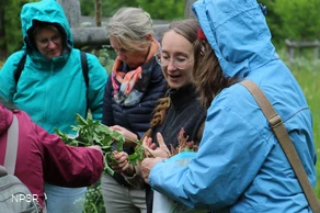 NPe24 Wildkräuterexkursion