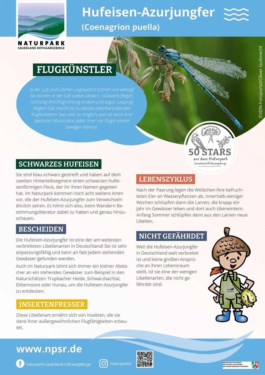 20_Hufeisen-Azurjungfer