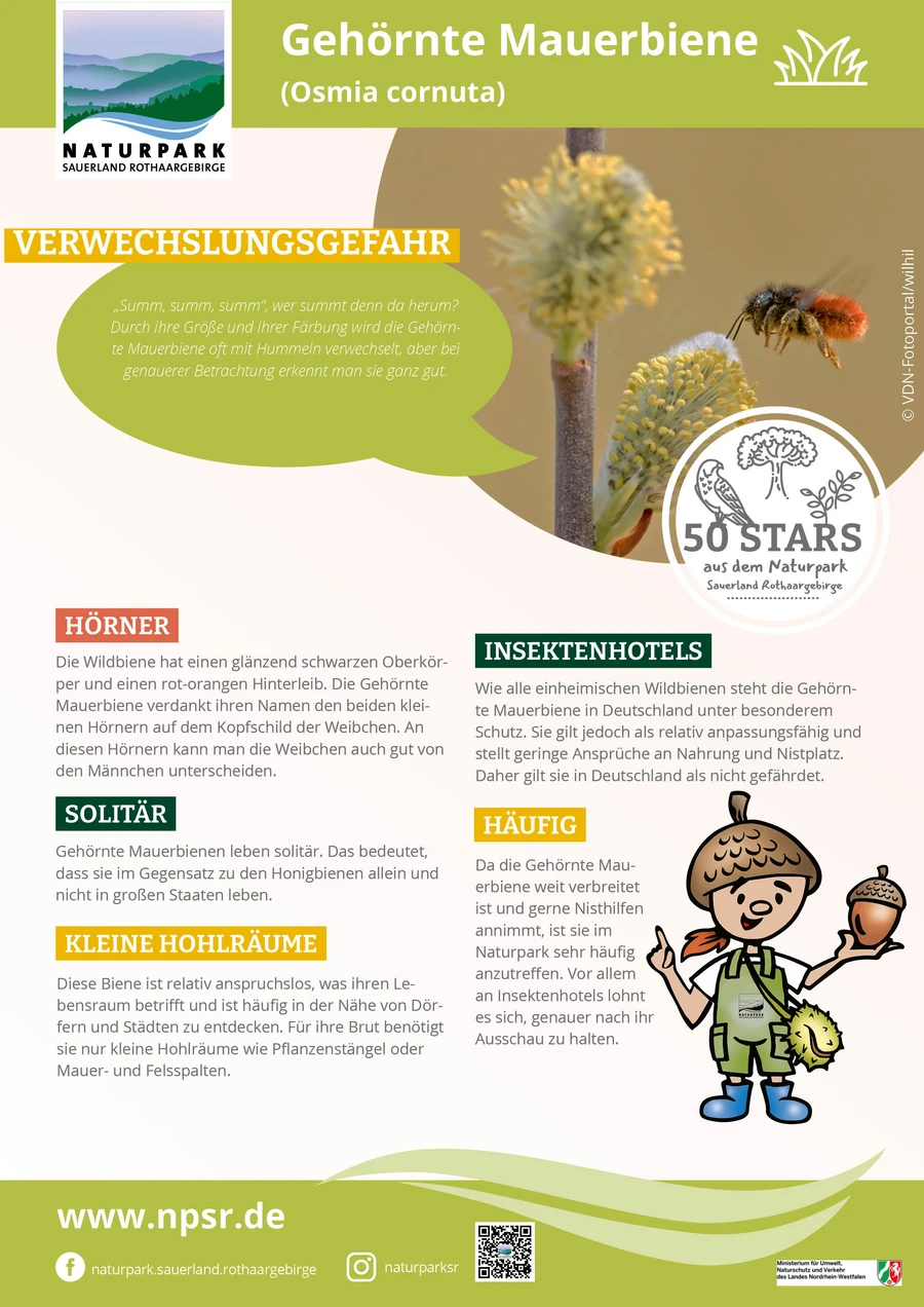 11_Mauerbiene