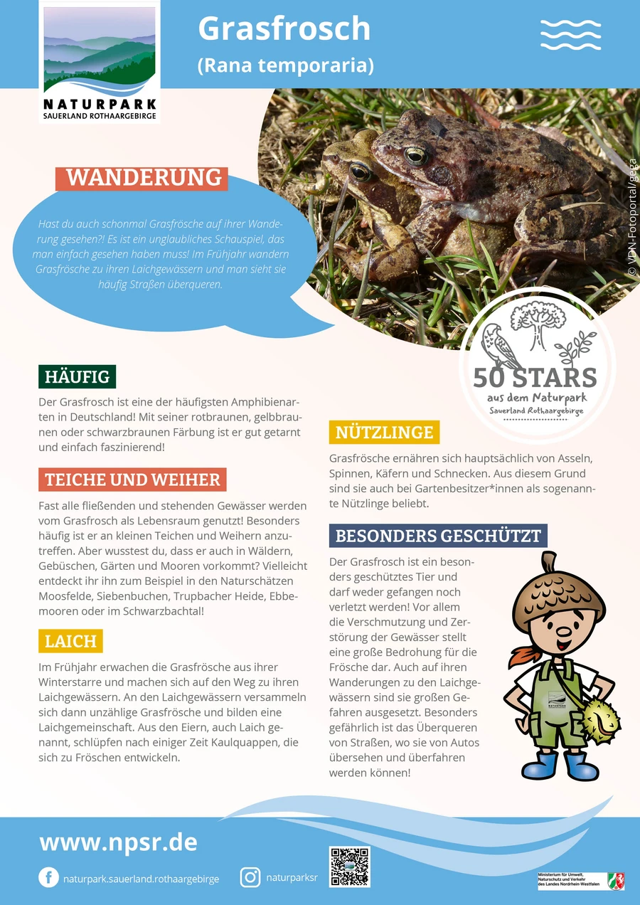 13_Grasfrosch
