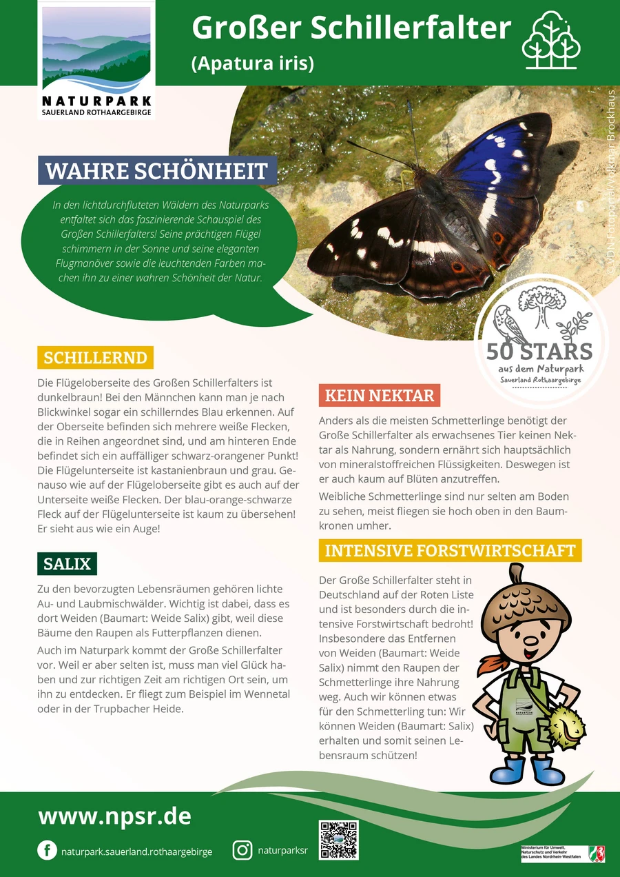 15_Schillerfalter