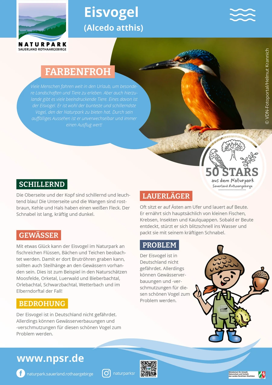 06_Eisvogel
