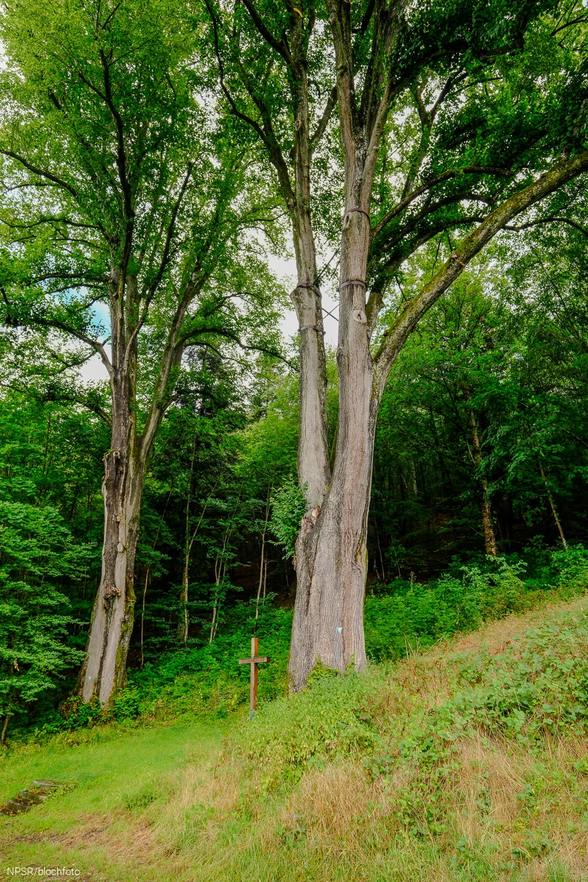 Einen beeindruckenden Umfang haben die beiden Generationenbäume.
