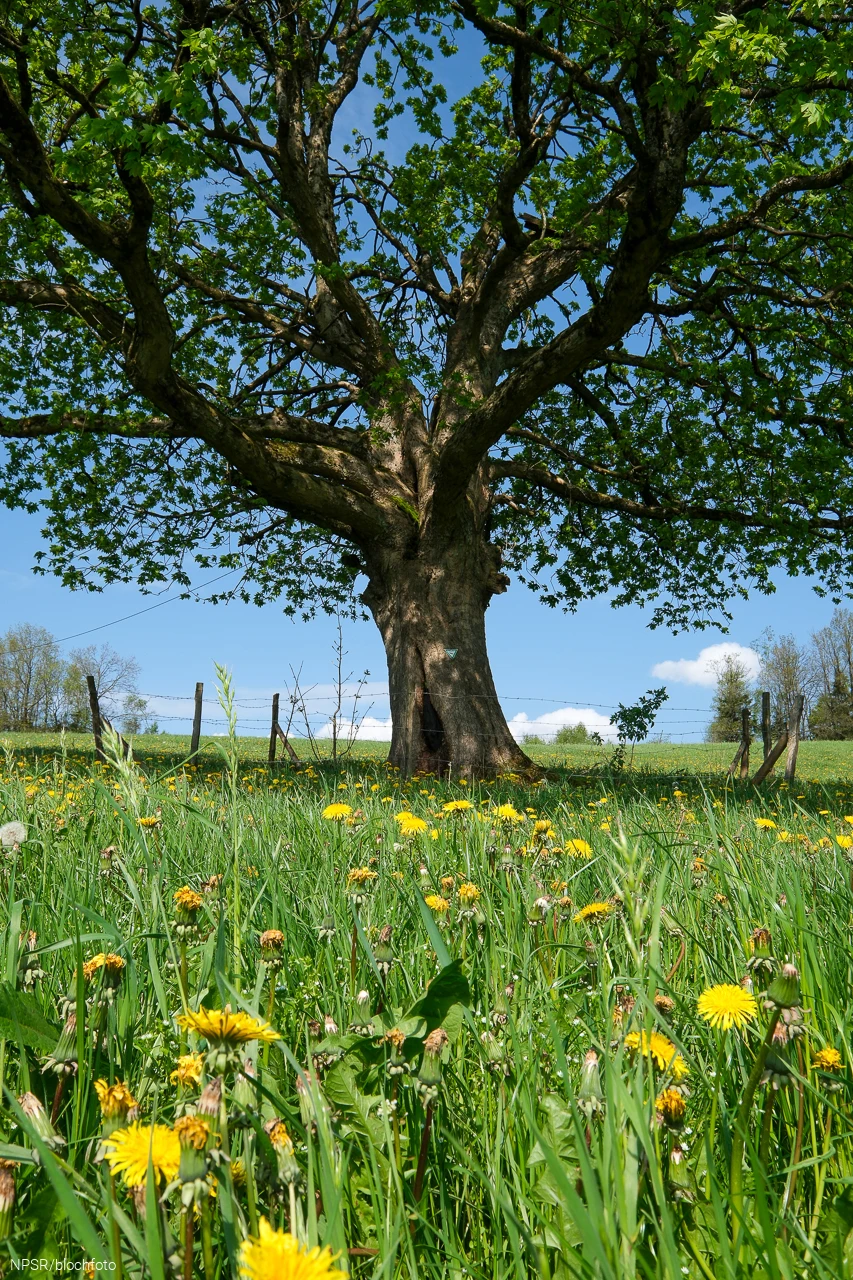Abgezäunt als Schutz vor dem Vieh ist dieser Bergahorn