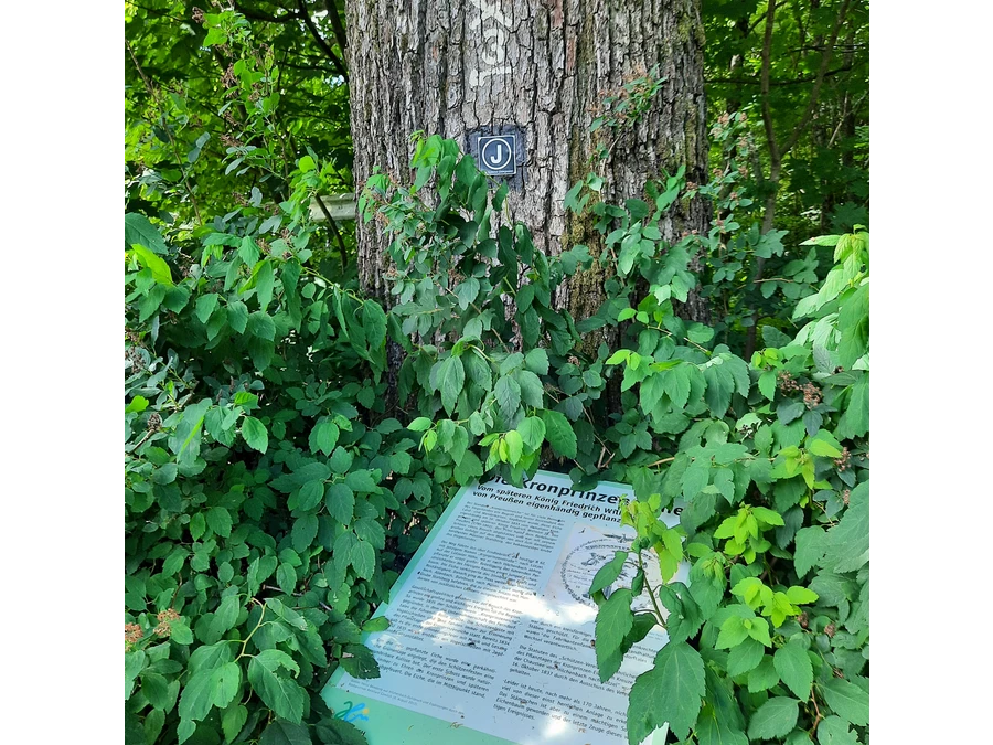 Grenzbaum mit Geschichte - die Kronprinzeneiche