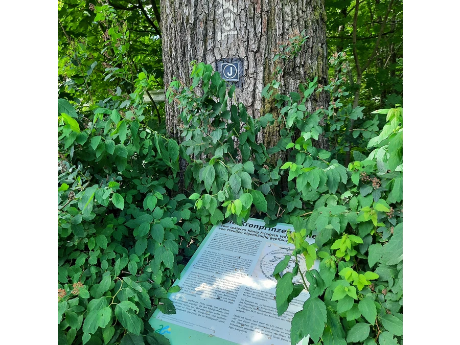 Grenzbaum mit Geschichte - die Kronprinzeneiche