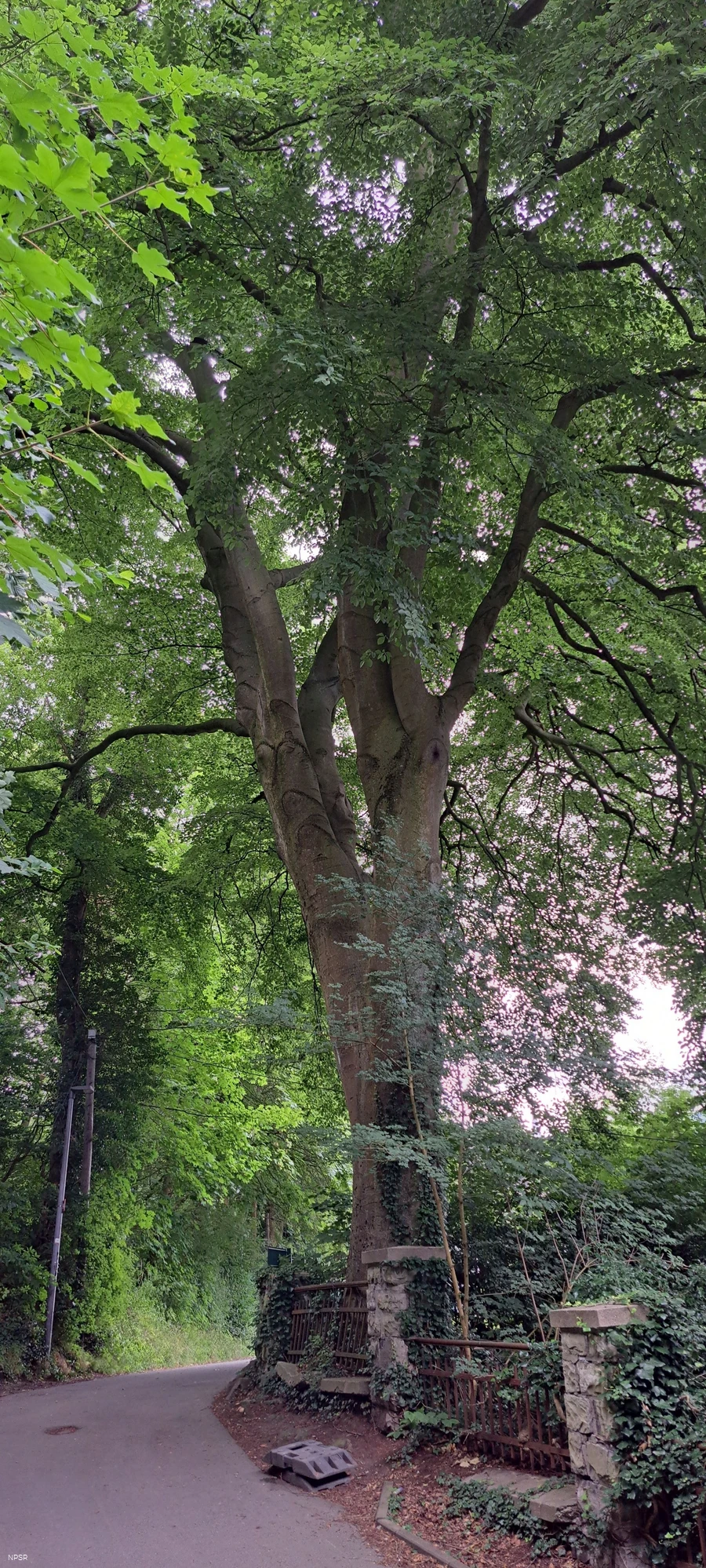 Rotbuche in Hemer
