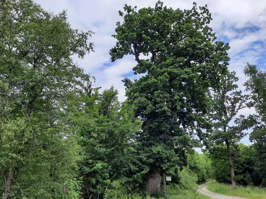 Grenzbaum dreier Gemarkungen - die Herzhäuser Eiche