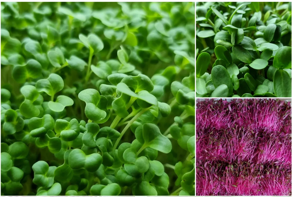 Microgreens.png