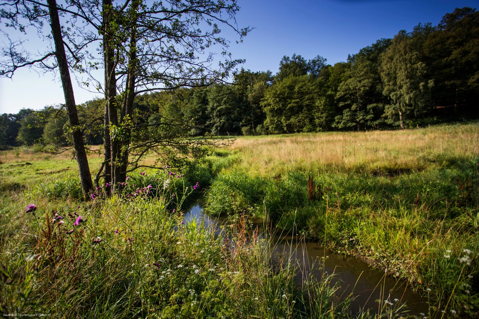 Bach schlängelt sich durch eine Wiese