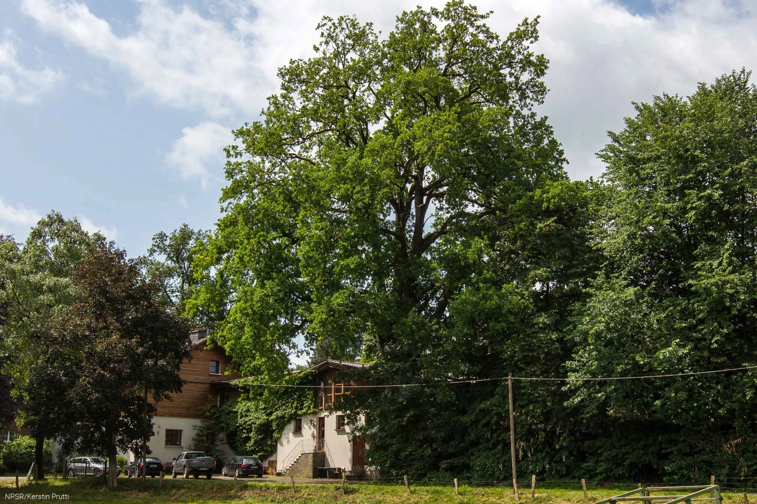 Mit 34 m einer der höchsten unserer Generationenbäume.