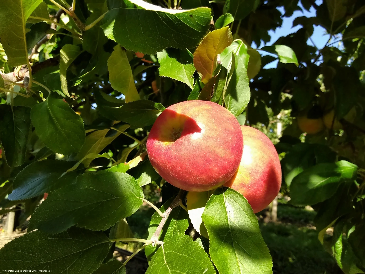 Image-4.jpg
