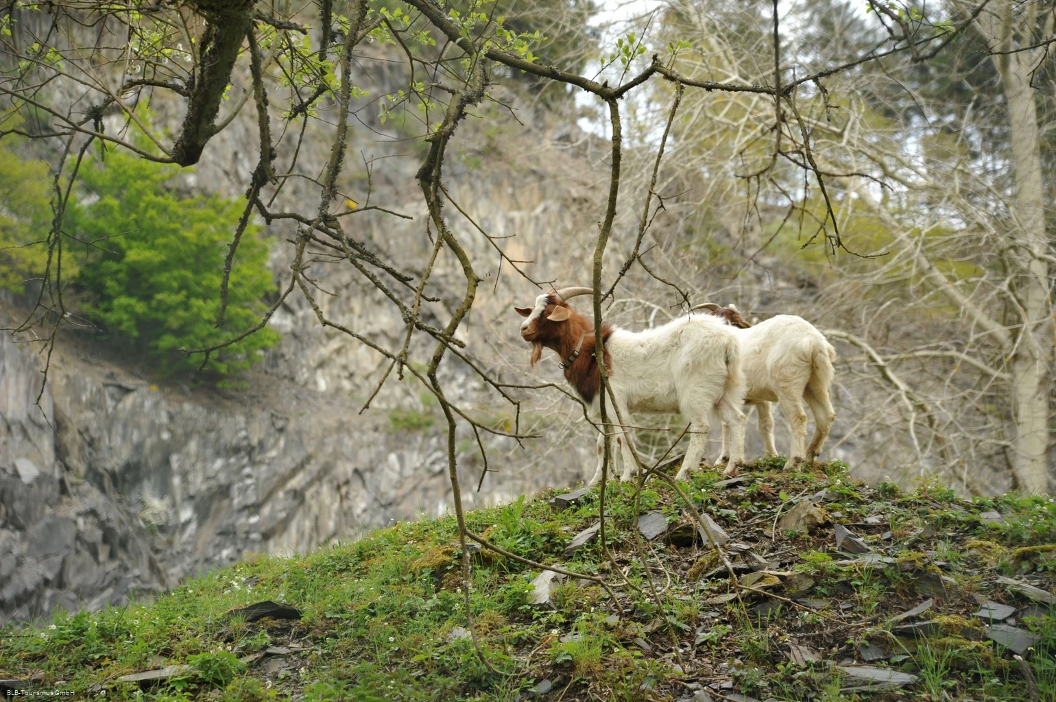 Ziegen in der Hörre
