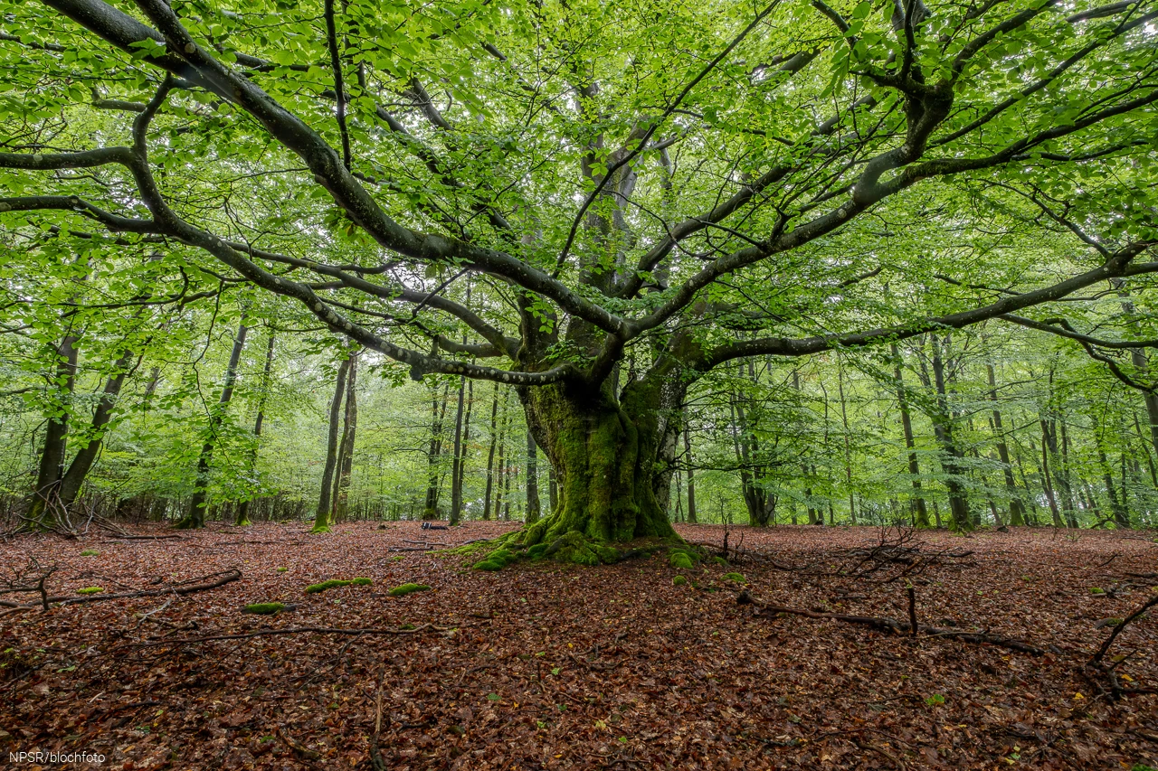 Buche bei Schönau, Wenden