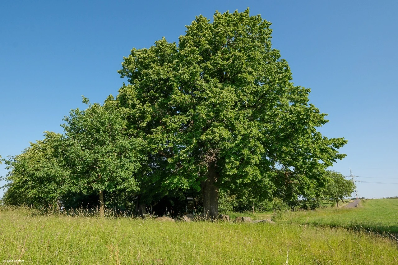 Winter-Linde in Kierspe am östlichen Rand