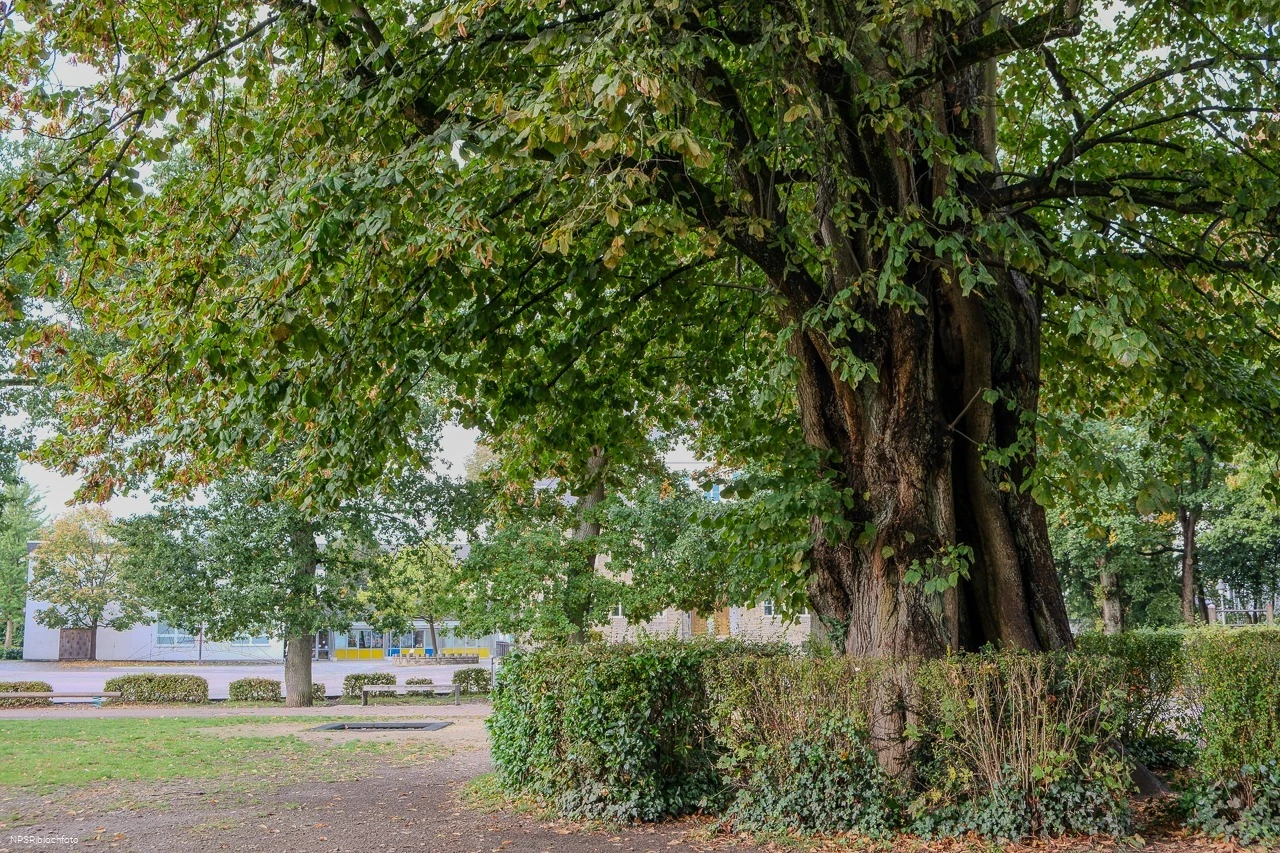 Sommer-Linde in Neuenrade