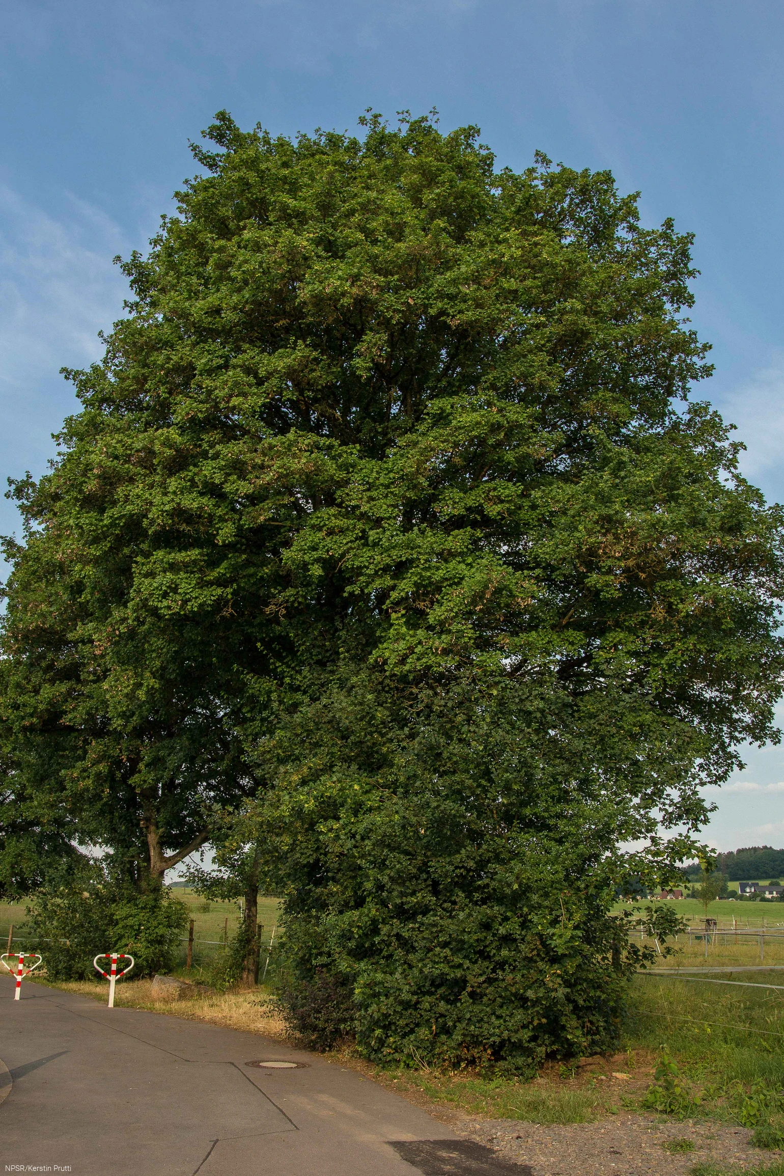 Feldahon in Attendorn-Ennest