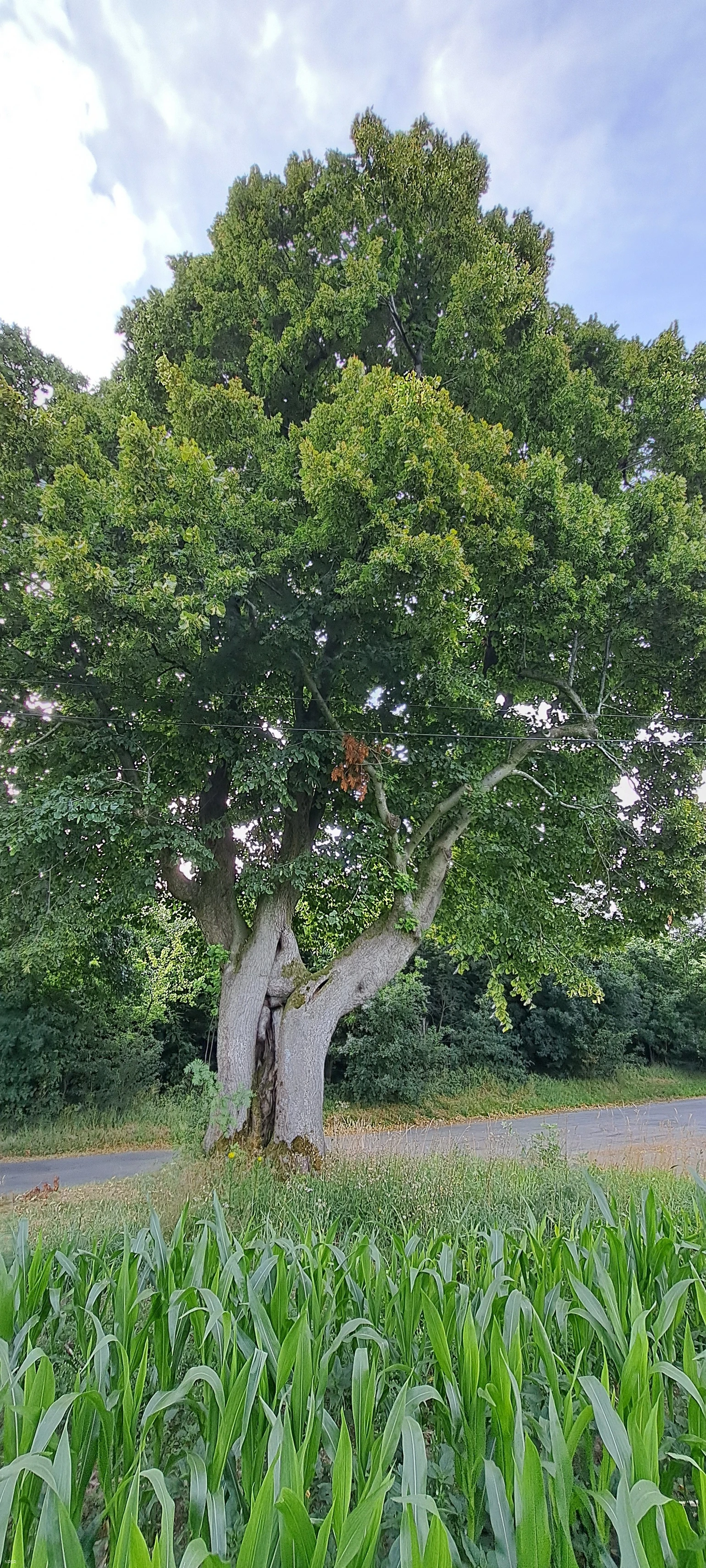 Linden in Meinerzhagen-Eick