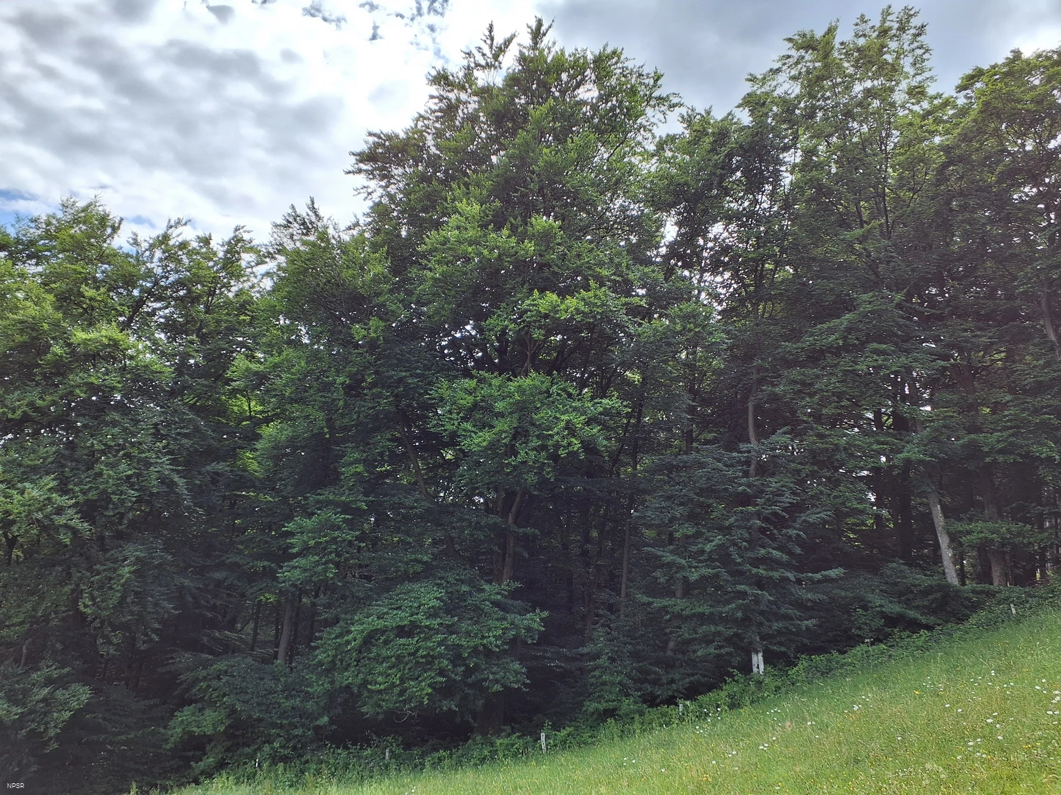 Rotbuche Schmallenberg-Mönekind