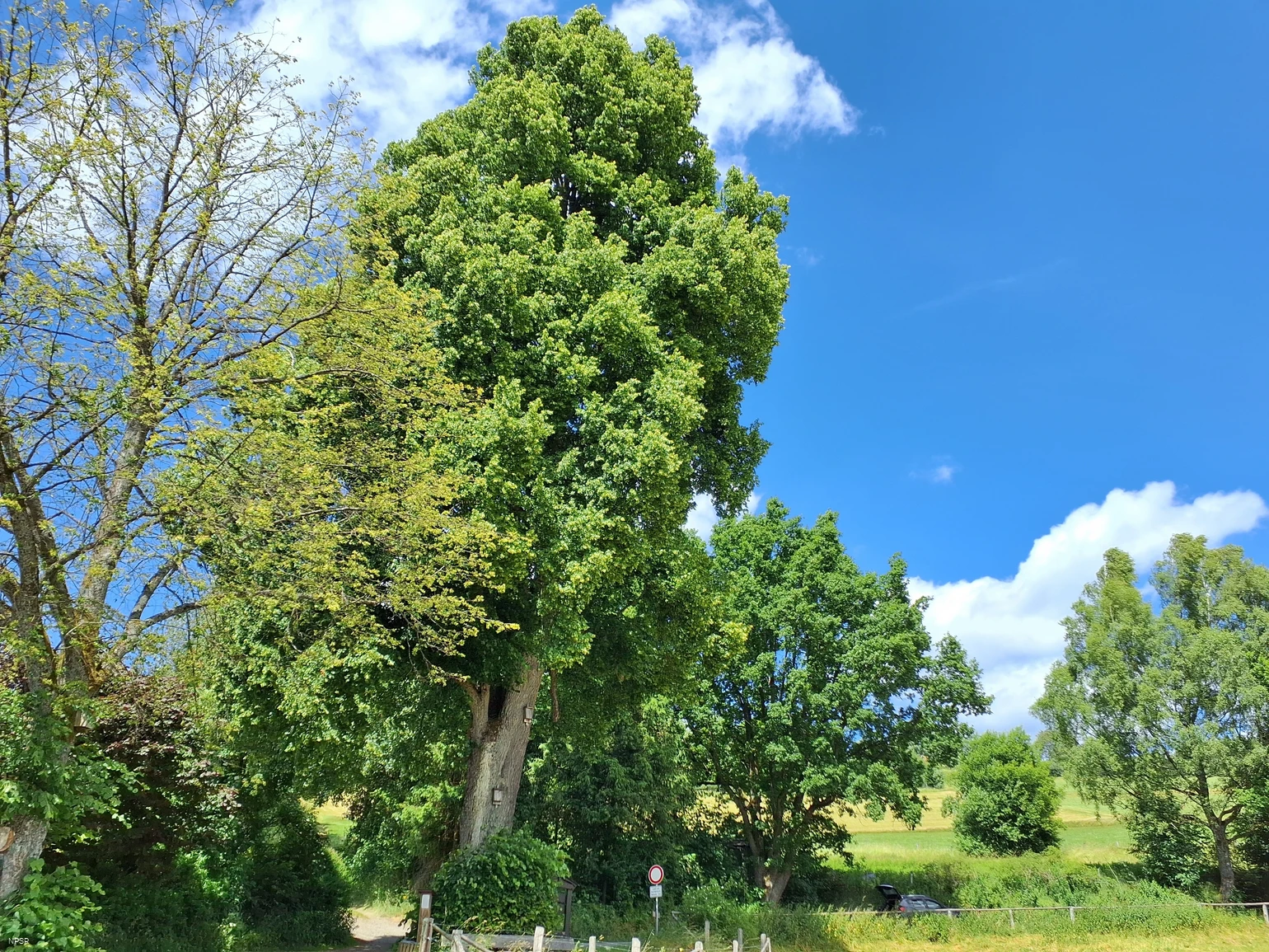 Winterlinde in Winterberg-Züschen