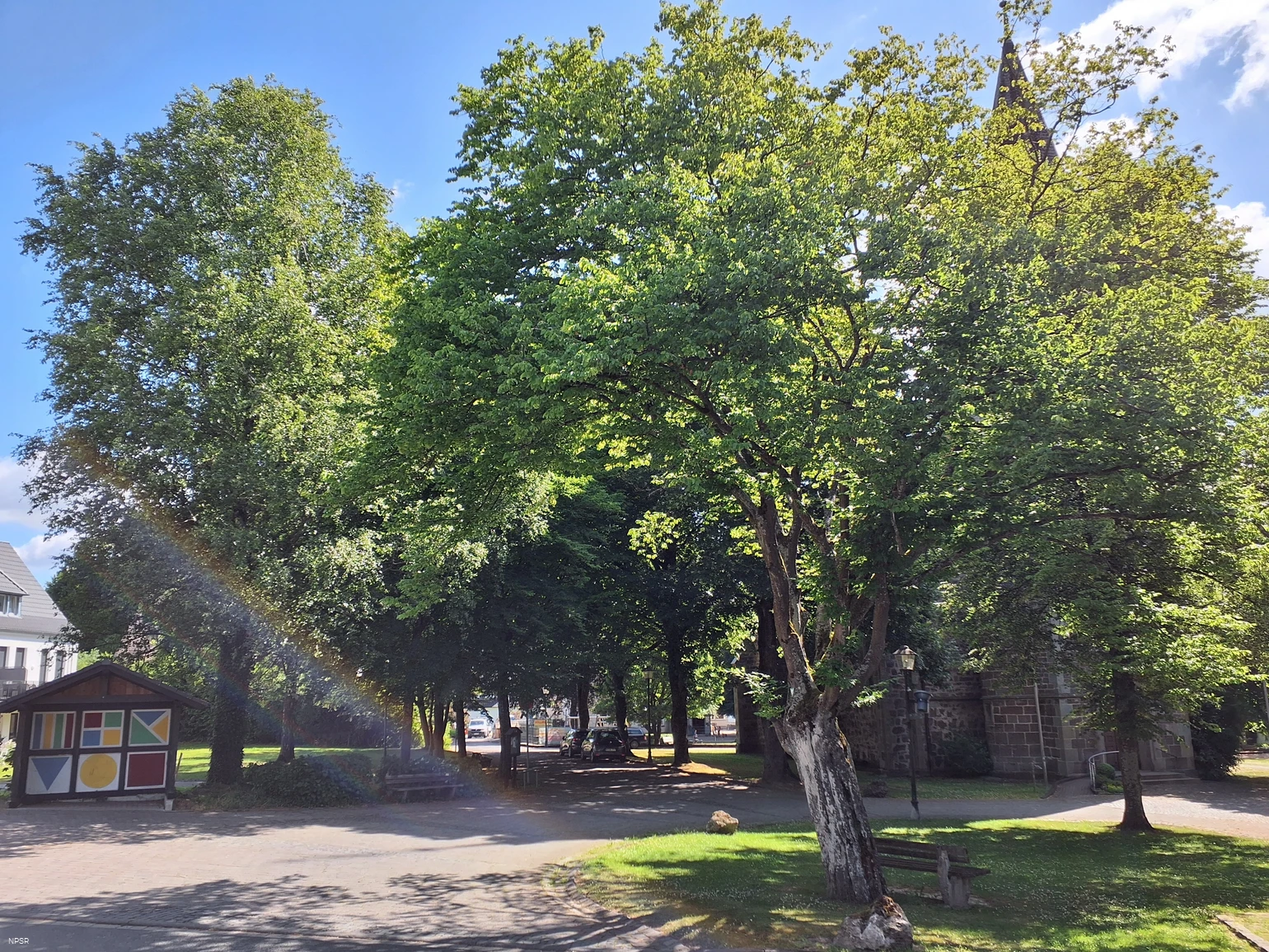 Hainbuche in Sundern-Endorf