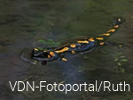 Feuersalamander schwimmend