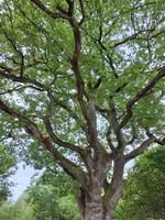 Die als Naturdenkmal ausgewiesene Krause Eiche bietet einen imposanten Anblick.